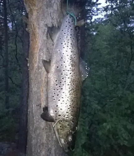 Дом отдыха Juutua